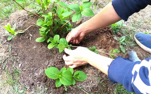 绣球花这种繁殖方法很靠谱 埋枝生根繁殖法,园艺老手妙招分享 