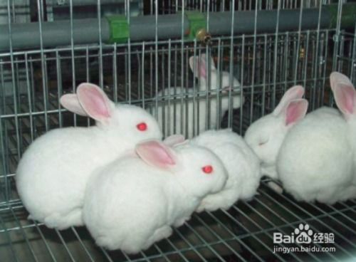 兔子养殖方法和技术-图2