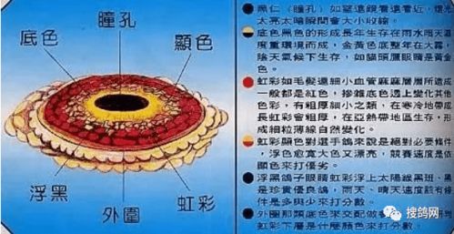 关于 鸽眼配对 的精华汇总