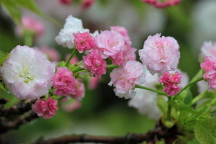 赞美春雨的诗句是什么——细雨绵绵润万物，诗中寻觅春意浓，赞美春雨的诗句是什么诗