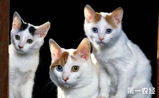 土耳其梵猫如何养护 土耳其梵猫的养护常识