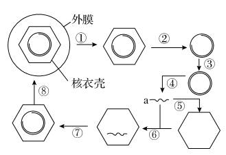 乙肝被称为 中国第一病 ,随着科学的发展,人们对乙肝病毒的认识也更加深入,现已知乙肝病毒的DNA由一条环状链和一条较短的半环链组成,侵染时先形成完整的环状 