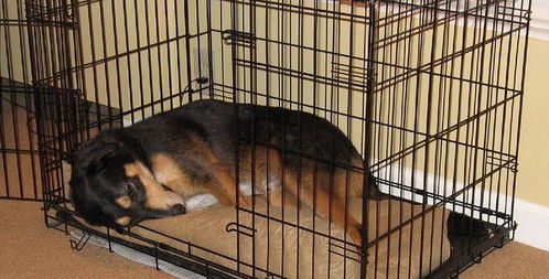 给狗狗进行笼内训练的六个步骤,想给狗狗安全感,就让它爱上笼子