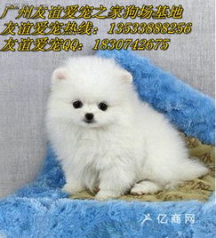 广州哪里有卖博美犬纯种白色博美幼犬一只多少钱 广州哪里有卖博美犬供货价 广州哪里有卖博美犬厂家 广东友谊 场 