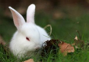 小兔子从出生要养几个月才会生小兔子 