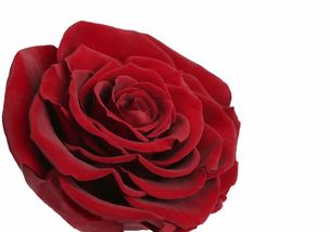 永生花价格 永生花射手座520元 roseonly诺誓官网 