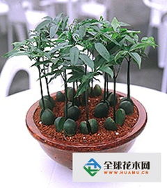 室内植物那些植物能给事业带来好运