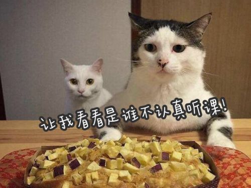 猫咪呕吐怎么办