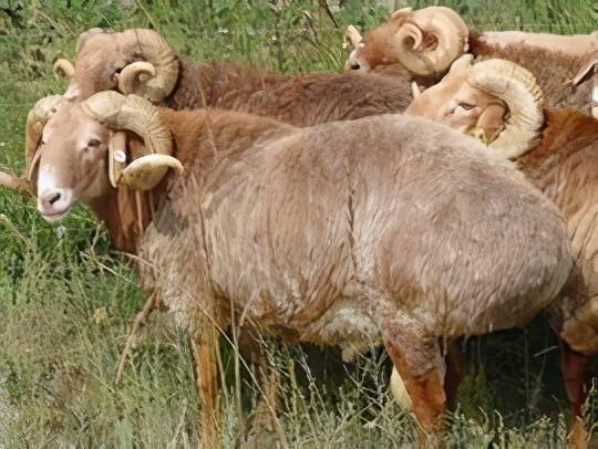 这5个羊品种都是新疆的特产,内地有引进,大家有没有见过