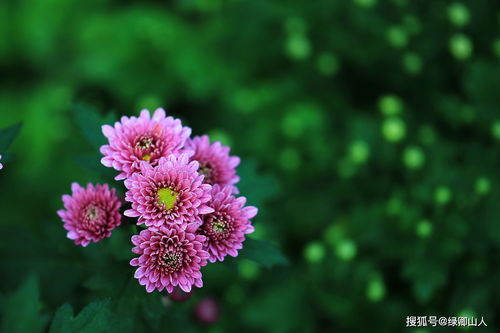 写花丛的范文  小练笔花怎么写50字？