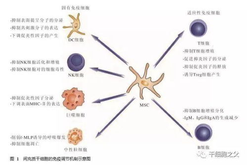 车王7年花19亿人民币续命,用干细胞来全身抗炎和重建中枢神经系统