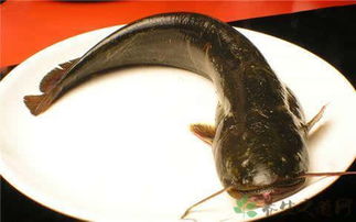 鲶鱼的功效与作用,鲶鱼的功效与作用及营养价值