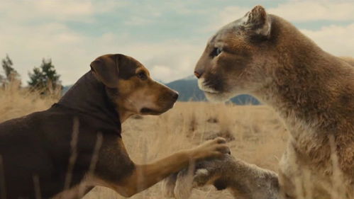 爱狗一定要看的电影 小狗被猫养大,后被人类领养,还给狮子当妈 