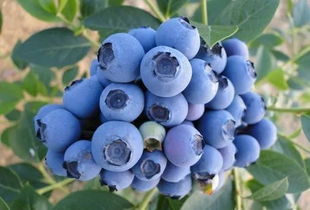 夏黑什么时候成熟上市,蓝莓夏黑的介绍？