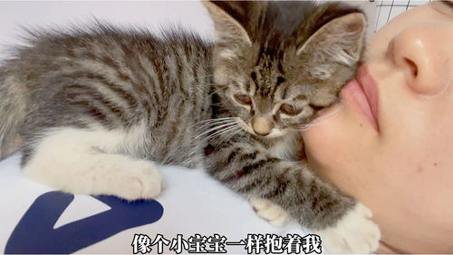 领养的小猫咪对我是真爱吧 