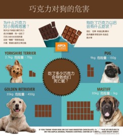 狗狗可以吃巧克力吗,狗狗不小心吃了巧克力怎么办