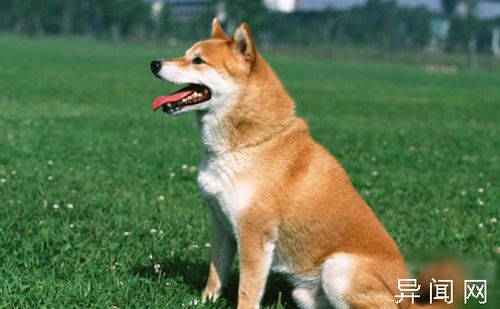 人们最喜欢养的十种中型犬 二哈榜上有名 