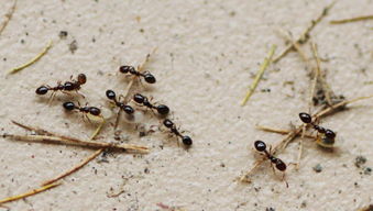 蚂蚁后是什么东西
