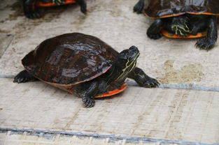 中华国际阿拉巴马名龟会 有一群人,专注 专业,并立志前行