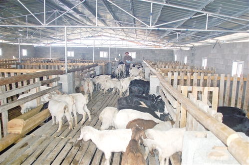 巫溪 建生态畜牧 做效益农业 