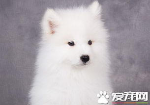 萨摩耶犬好不好养 萨摩耶幼犬时期并不好养