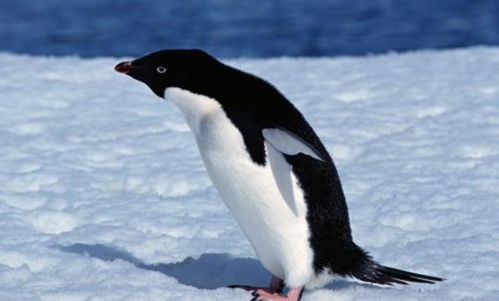 南极企鹅智商绝了 为了防止碰瓷,出手不一般,堪比无间道