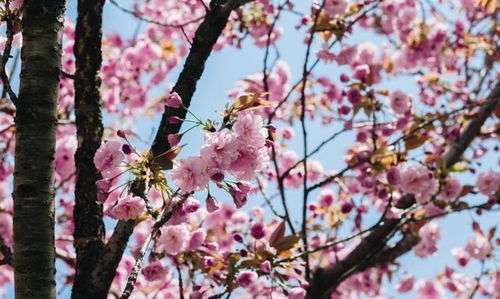 4月桃花泛滥,爱情驾到,有望牵手真爱,相守到老的4星座