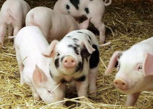 肥猪的饲养方法介绍,养猪怎么科学饲养