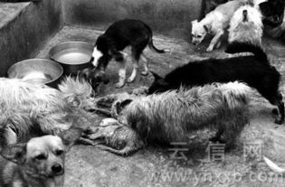 昆明犬只留检所内流浪狗因饥饿互相残杀啃食 