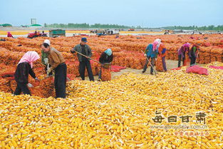 永昌县10万亩制种玉米喜获丰收 