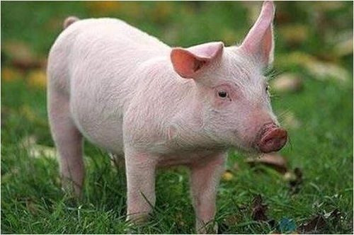 生肖猪 以下4个年份出生的 猪猪 天生上等命,看看你家有吗