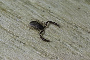 这是什么虫子 爬在墙上的,很小,不是蜘蛛,死了是绿色的水 