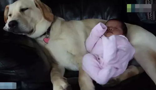 主人把出生几天的小宝宝放到狗狗身上, 看到狗狗的表情主人傻眼了
