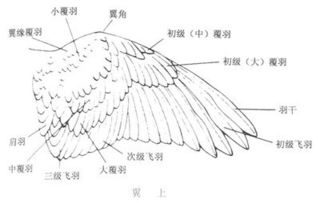 鸟的翅膀的结构 