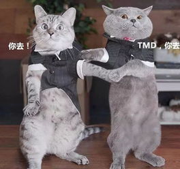 为什么高层养猫要封窗封阳台