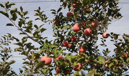 苹果种子怎么种,苹果树怎么种植方法？