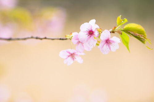 在9月份期间,旧爱回头,桃花满溢,比以前更恩爱的四大星座 感情 