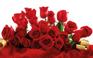玫瑰花语大全的含义 迅速掌握玫瑰花朵数所代表的意思