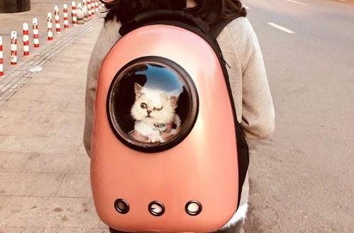 把猫狗放进太空舱宠物背包里能带上轻轨或者地铁吗 