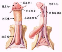 龟头炎的治疗