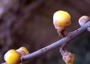 土霉素养花能防虫么