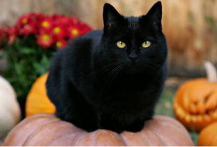 孕妈梦见黑猫是不吉祥的征兆 好怕怕