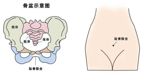 趾骨疼是哪里疼图片 搜狗图片搜索