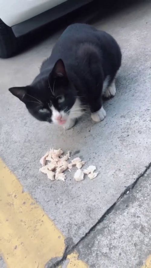 这猫不吃猫粮,喜欢鸡胸 