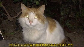 昨天晚上下班喂流浪猫