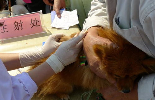 狗狗打疫苗期间,用了这些药,是不需要重新注射的