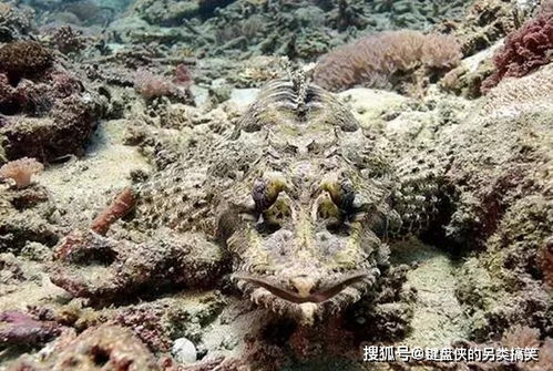 形似鳄鱼的鳄鱼鱼,是比鳄鱼更厉害的鱼类