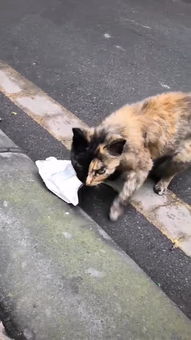 女子半路遇到花猫,当猫抬却头那刻时,女子感到不可思议 好漂亮