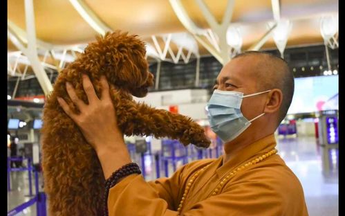 上海一和尚救助了上千流浪狗,寺庙里都挤满了,为此花光所有积蓄