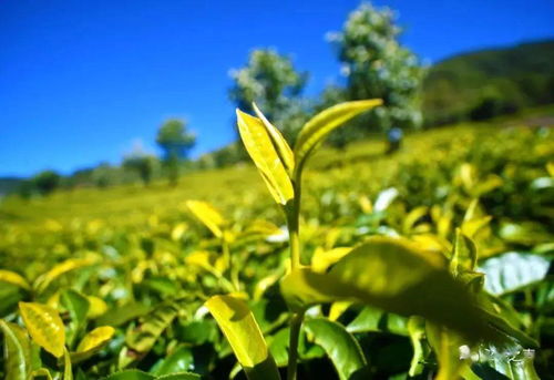 清明前茶叶与谷雨茶区别